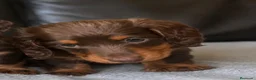 Teckel Miniatura perros en venta: Teckel de pelo largo chocolate 🍫  - Anuncio 1