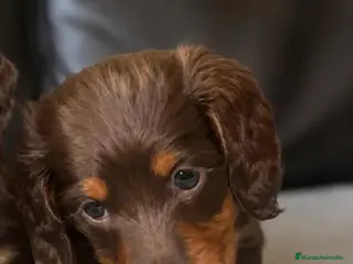 Teckel Miniatura perros Teckel de pelo largo chocolate 🍫 - Anuncio 1