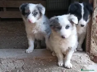 Border Collie perros Boder Collie Madrid - Anuncio 3