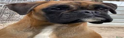 Boxer perros en venta: Cachorros de boxer - Anuncio 1