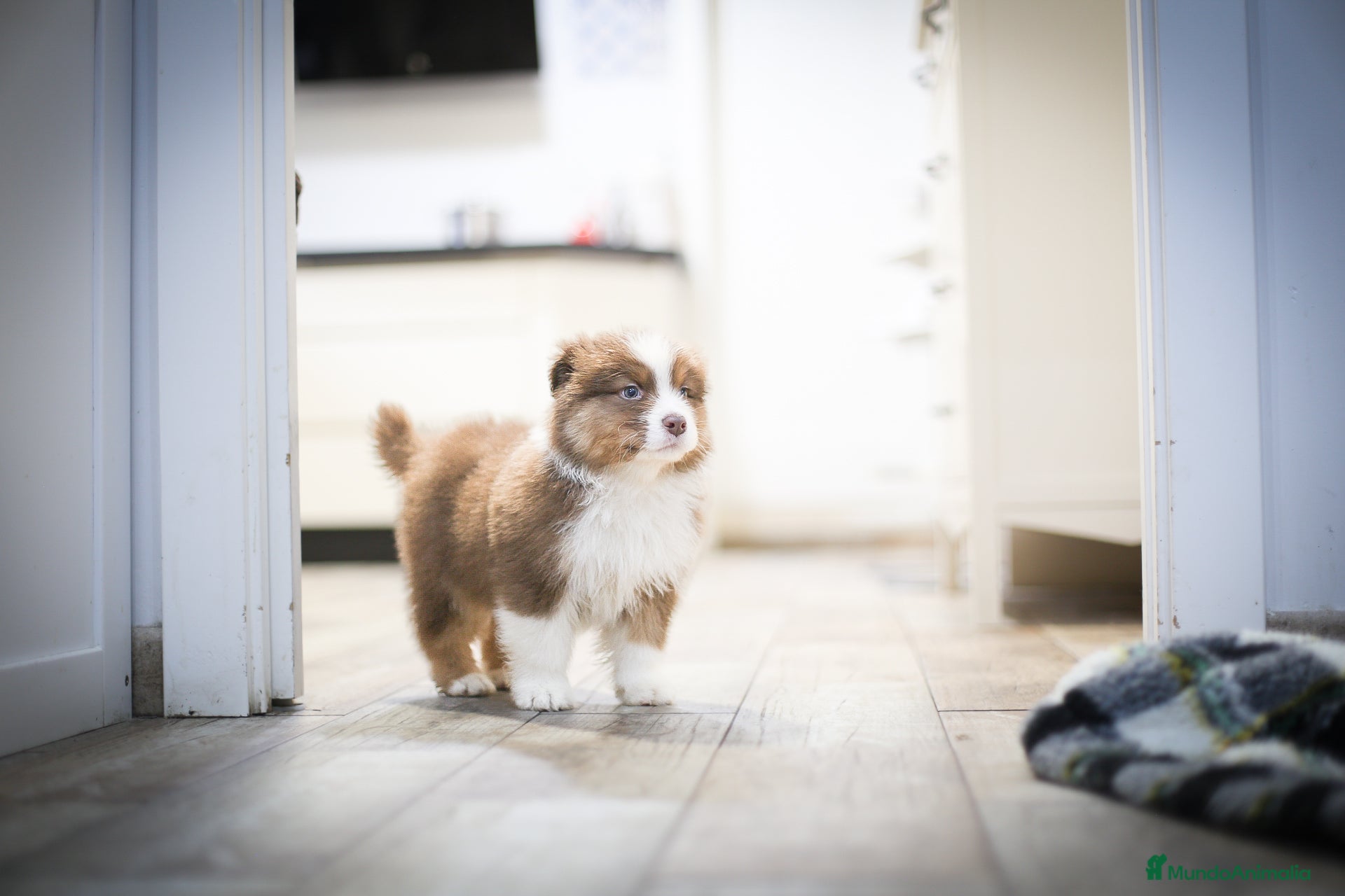 Pastor Australiano perros Cachorros de Pastor australiano  - Anuncio 26