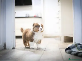 Pastor Australiano perros Cachorros de Pastor australiano - Anuncio 11