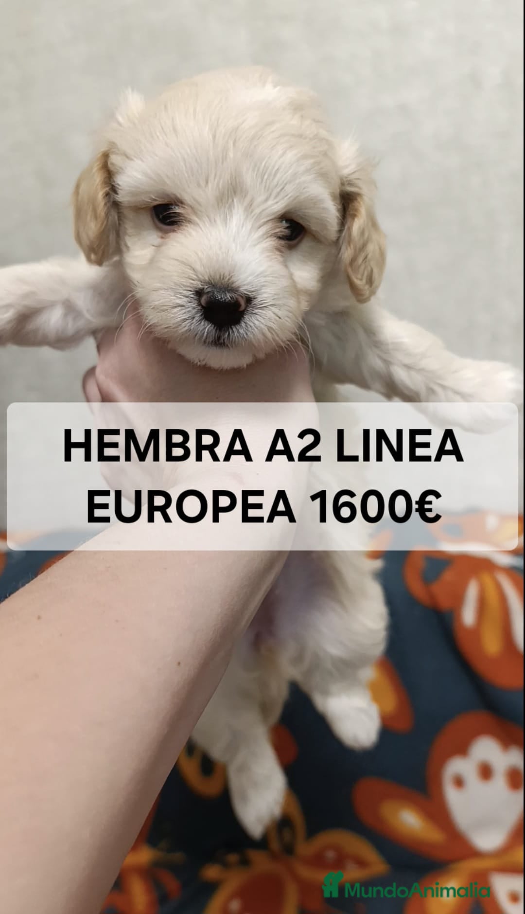 Maltipoo perros en venta: Preciosos cachorros Yorkiepoo  en Lugo - Anuncio 9