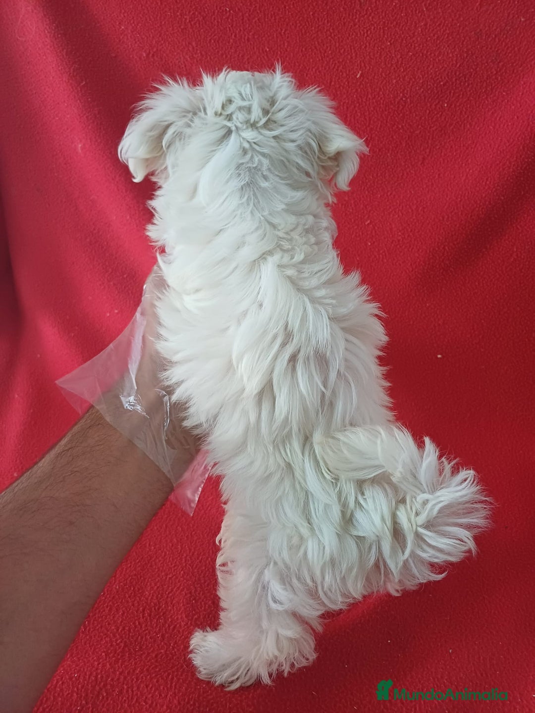 Bichón Maltés perros en venta: Bichon Maltés Americano  - Imagen 3