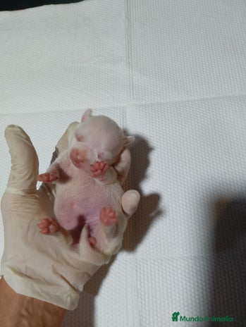 Chihuahua perros en Alicante - Anuncio 7