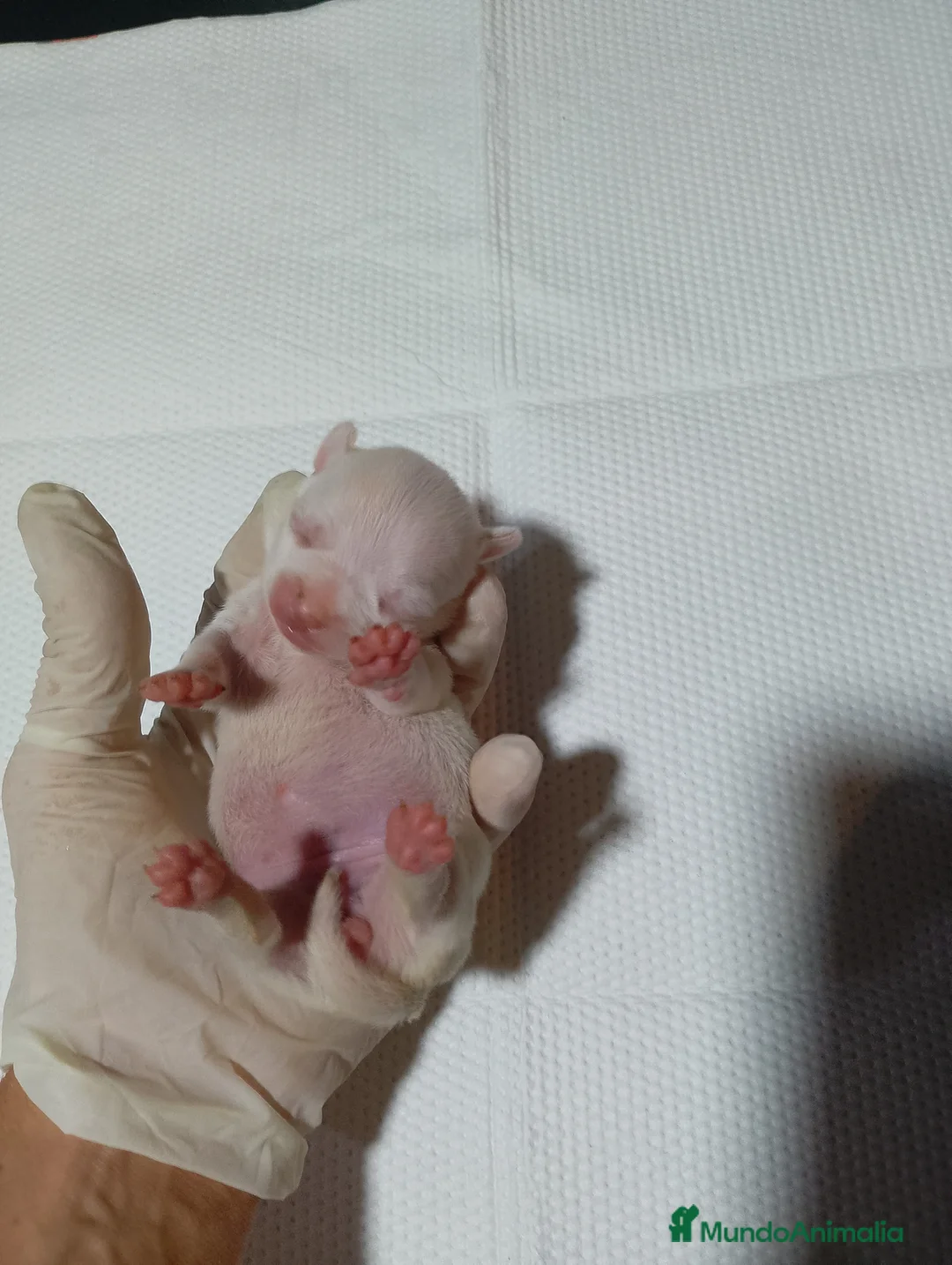 Chihuahua perros en venta: Chihuahuas toys en Alicante - Anuncio 1