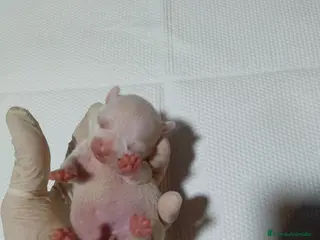 Chihuahua perros Chihuahuas toys - Anuncio 2