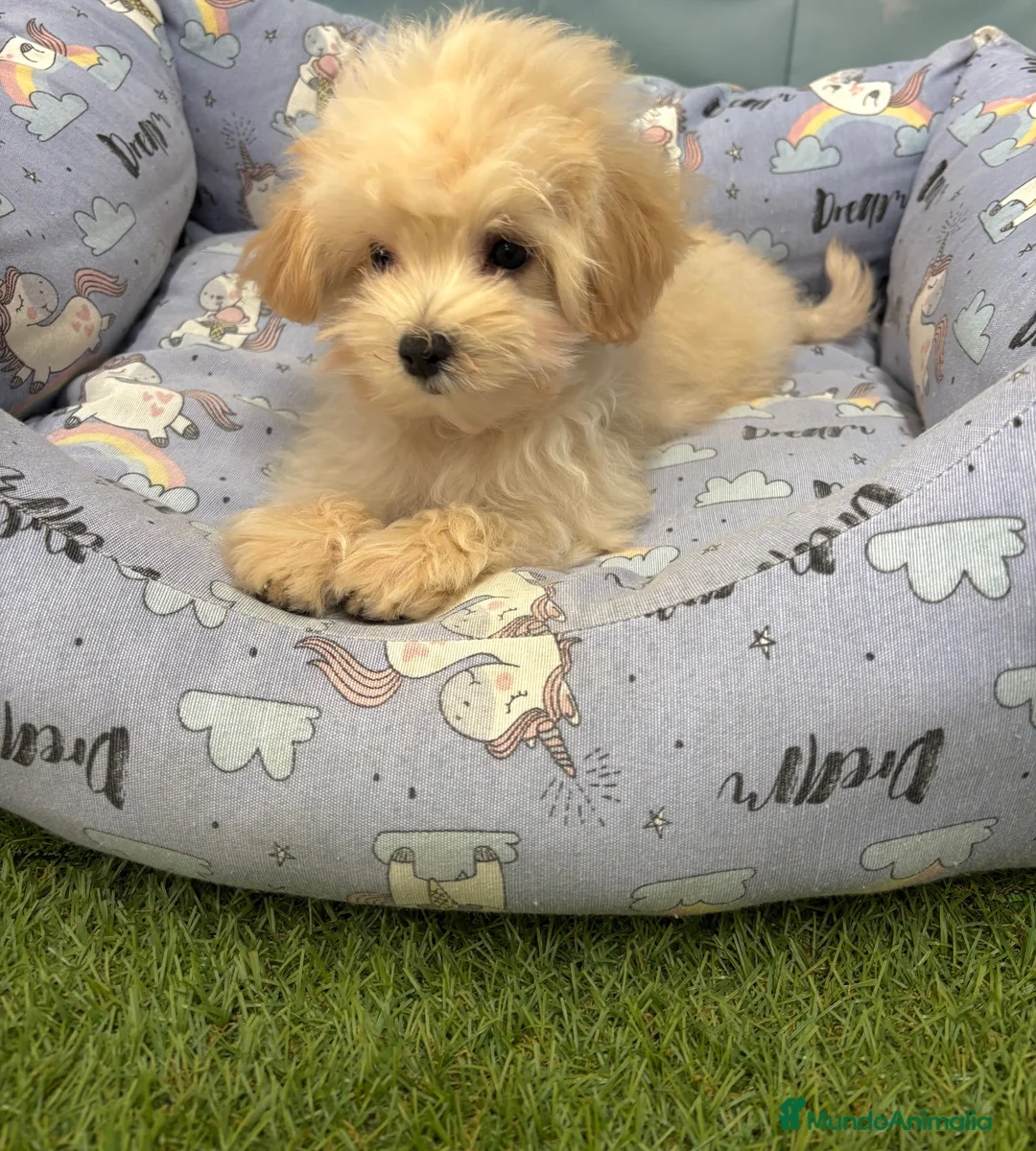 Maltipoo perros en venta: Maltipoo toy listo para conocer a su nueva familia - Anuncio 5