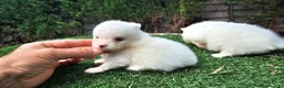 Pomerania perros en venta: Cachorritos Pomerania mini toy - Anuncio 5