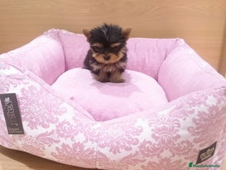 Yorkshire Terrier perros en Barcelona - Anuncio 23