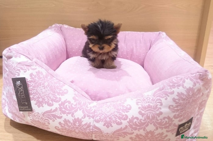 Yorkshire Terrier perros en Barcelona - Anuncio 13