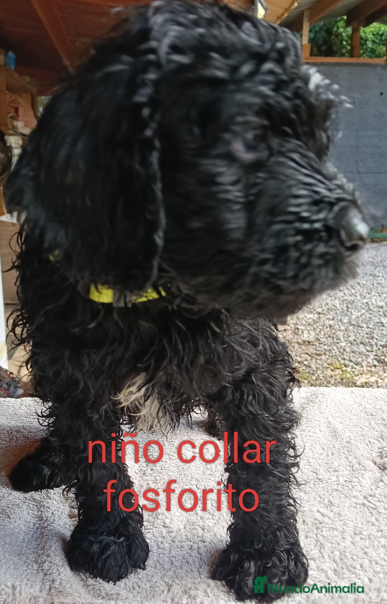 Labradoodle perros en venta: Labradoodles - Anuncio 3