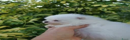 Pomerania perros en venta: Macho muy chato de pomerania  - Anuncio 5