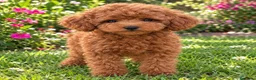 Caniche Toy perros en venta: Caniche toy - Anuncio 1