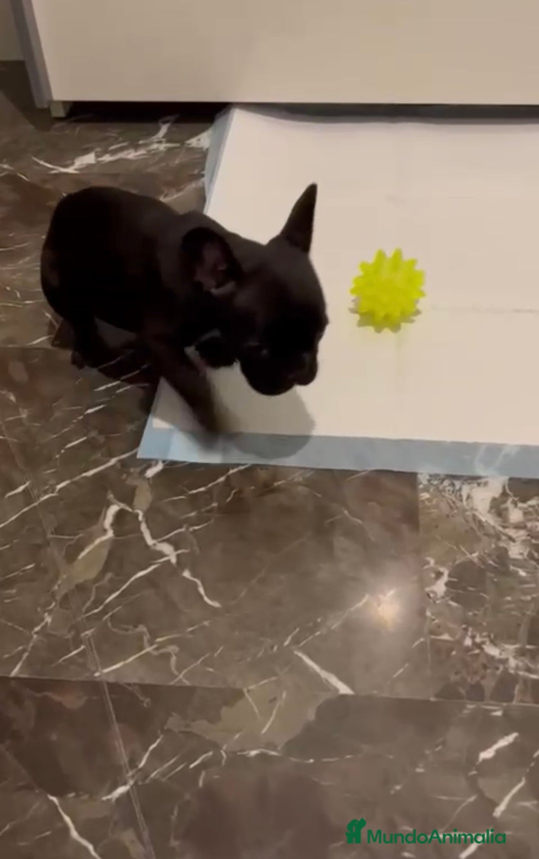 Bulldog Francés perros en venta: BULLDOG FRANCÉS HEMBRA DISPONIBLE - Anuncio 5