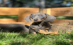 Teckel Miniatura perros en venta: Teckel miniatira - Imagen 2