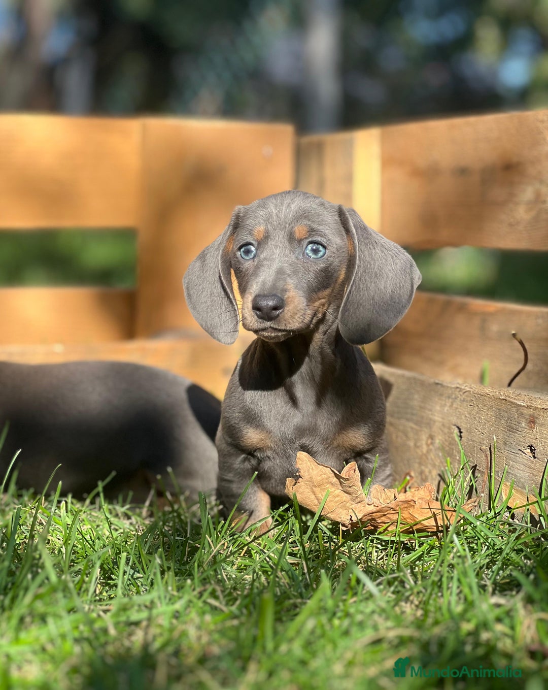 Teckel Miniatura perros en venta: Teckel miniatira - Imagen 2