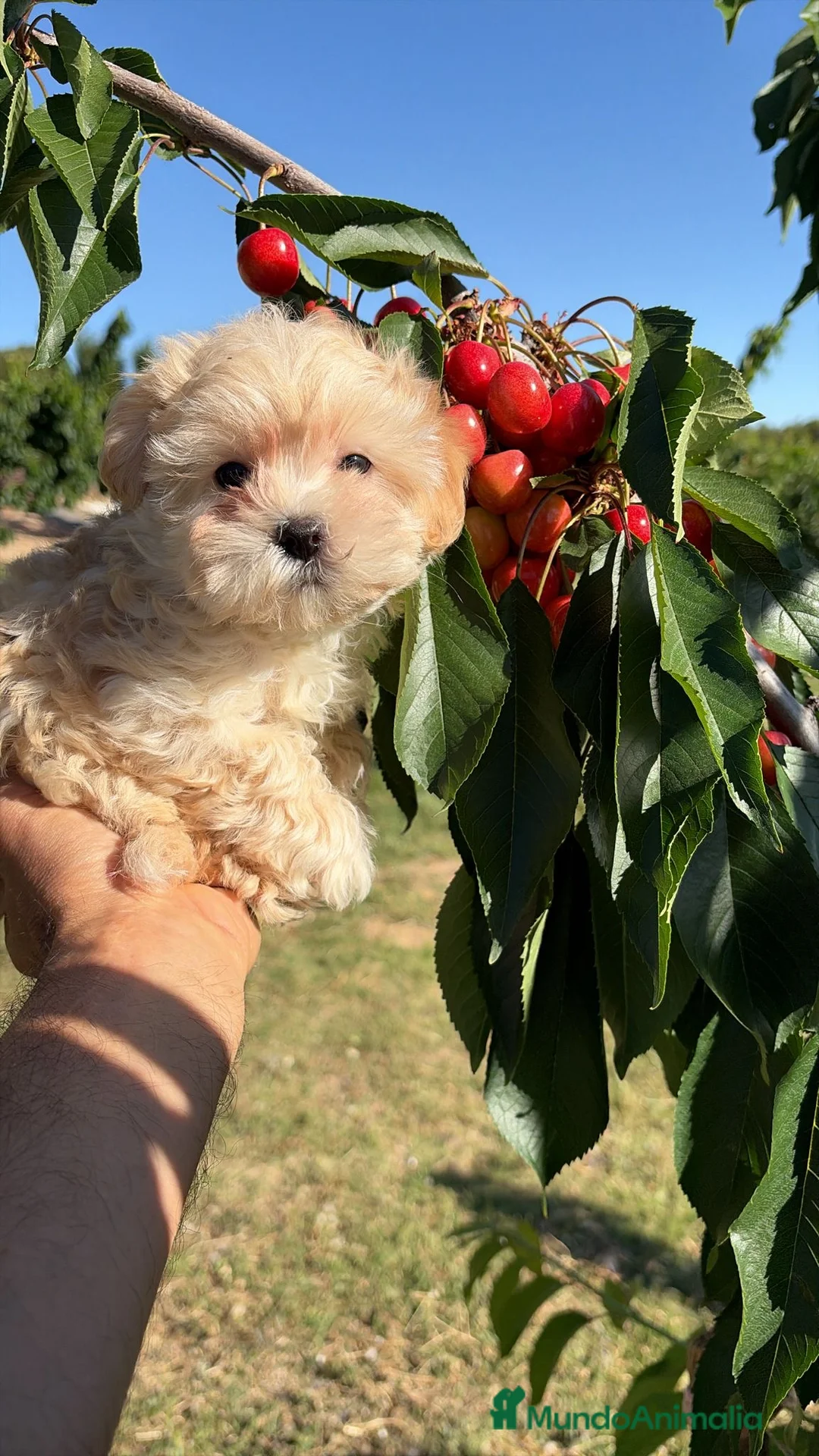 Maltipoo perros en venta: Maltipoo macho !!! - Anuncio 1