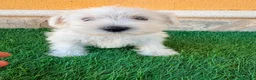 Schnauzer Miniatura perros en venta: Schnauzer miniatura blanco - Anuncio 16