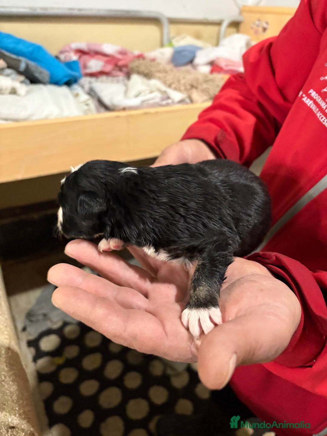 Border Collie perros en venta: Cachorros border collie machos y hembras varios  - Anuncio 16