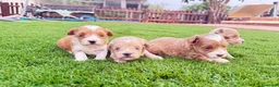Maltipoo perros en venta: Cachoritos de maltipo  - Anuncio 5