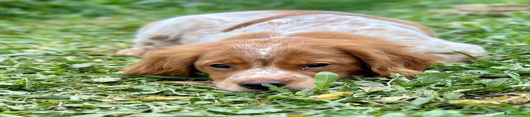 Épagneul Breton Cachorro 1