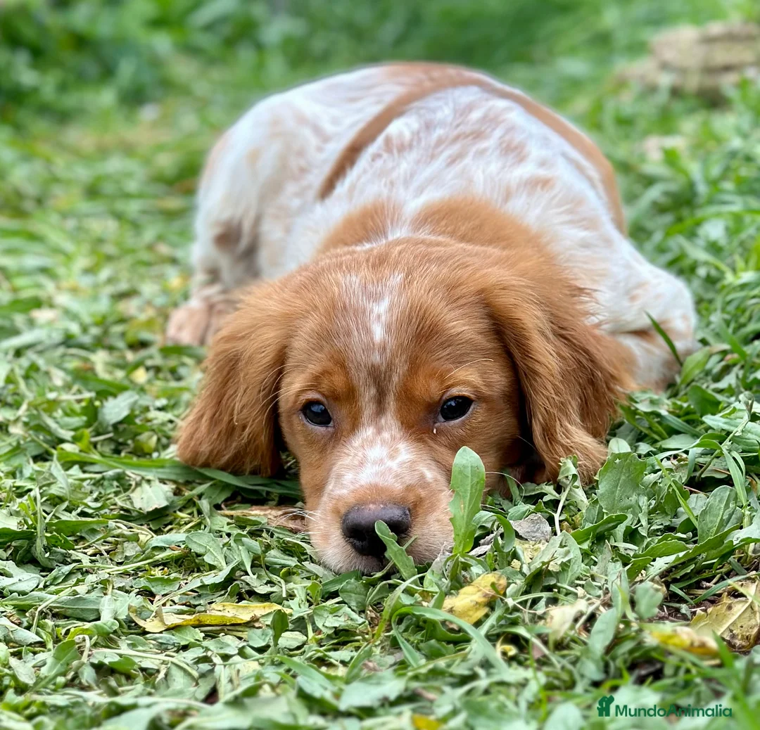Épagneul Breton perros en venta: BRETÓN ESPAÑOL BLANCO Y NARANJA DISPONIBLES en Barcelona - Anuncio 6