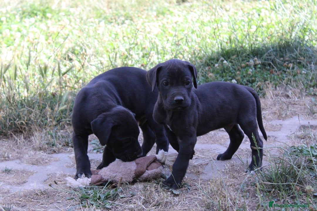 Dogo Alemán perros en venta: Dogo aleman / gran danés  - Imagen 8