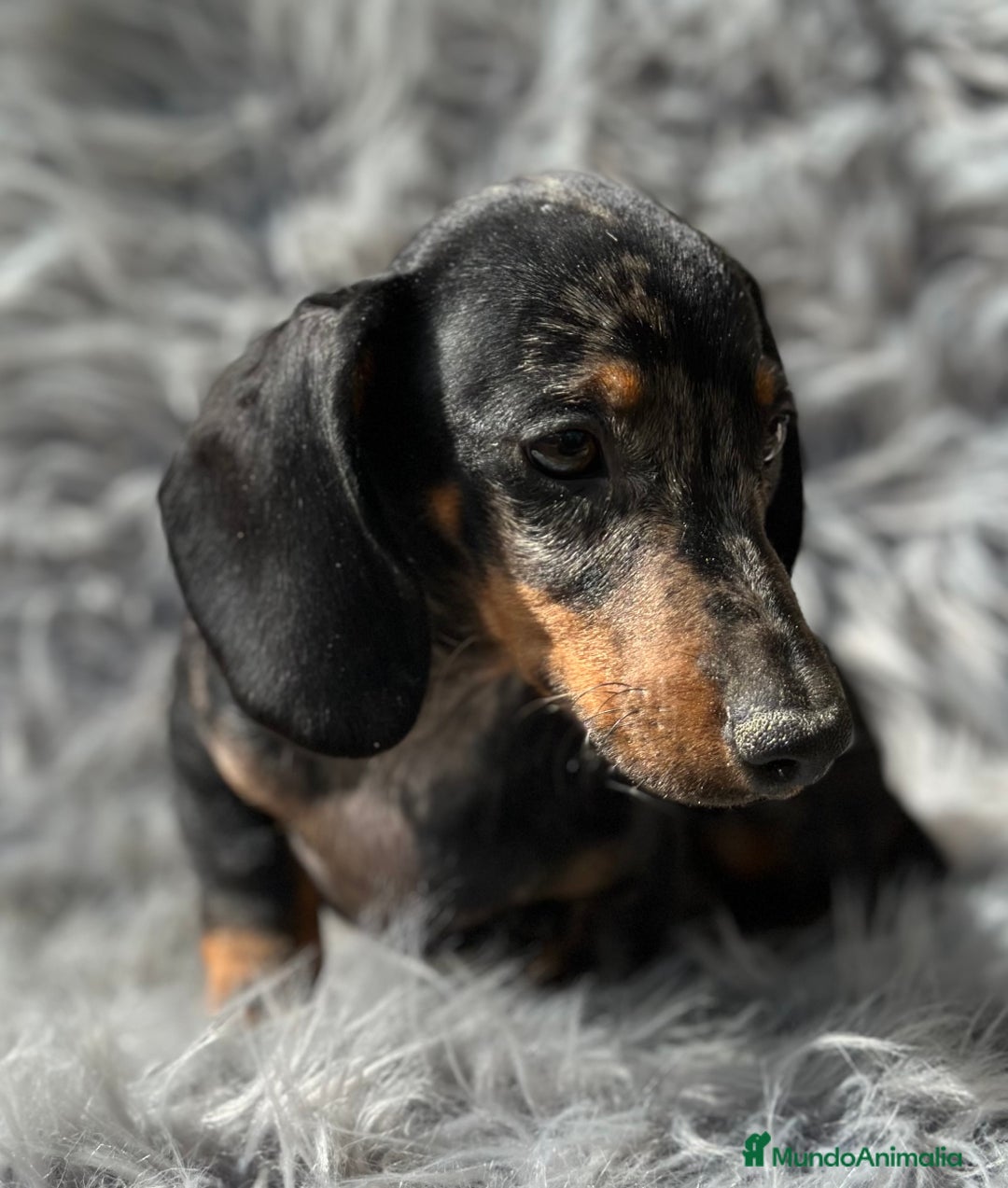 Teckel Miniatura perros en venta: TECKEL MINIATURA CAMADA DISPONIBLE - Imagen 8
