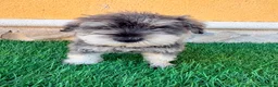 Schnauzer Miniatura perros en venta: Schnauzer miniatura sal y pimienta  - Anuncio 14