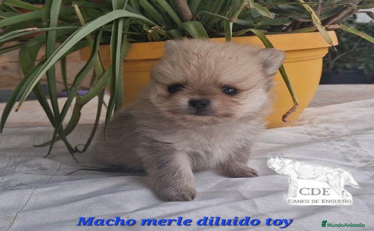 Pomerania perros - Anuncio 4