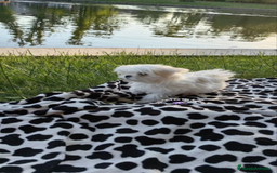 Bichón Maltés perros en venta: Preciosa bichon maltes coreano - Imagen 6