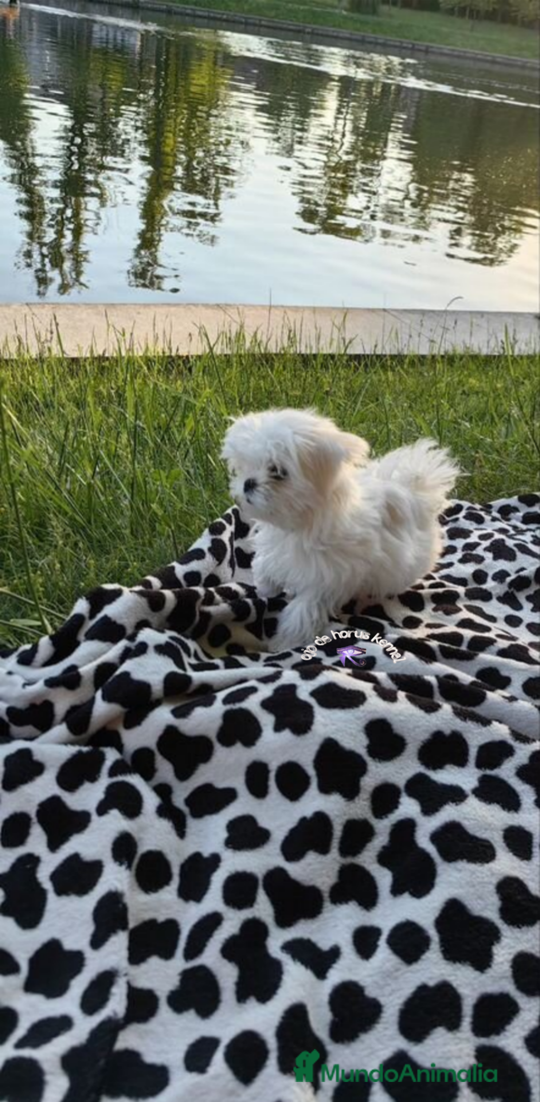Bichón Maltés perros en venta: Preciosa bichon maltes coreano - Imagen 6