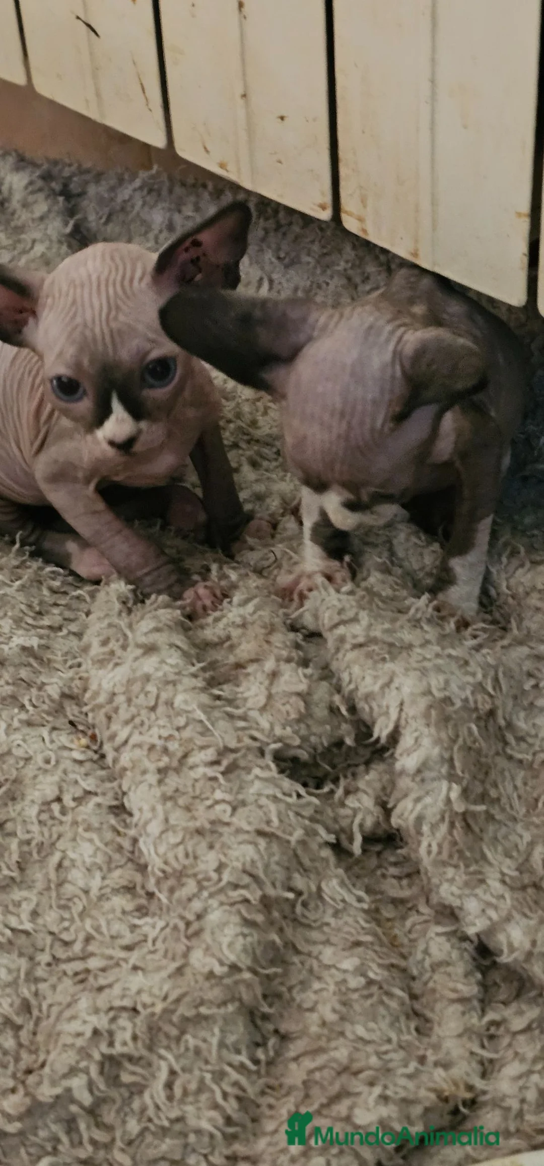 Sphynx gatos en adopcion: GATITO SPHYNX  - Anuncio 2