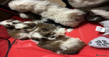 Shih Tzu perros - Anuncio 13