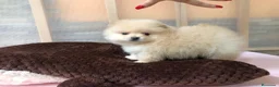 Pomerania perros en venta: Pomerania mini  - Anuncio 3