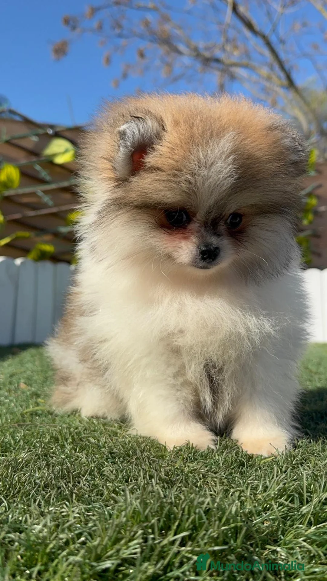 Pomerania perros en venta: POMERANIA HEMBRA - Anuncio 6