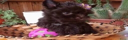 Yorkshire Terrier perros en venta: Hembra  Yorkshire Chocolate  TOY - Anuncio 3