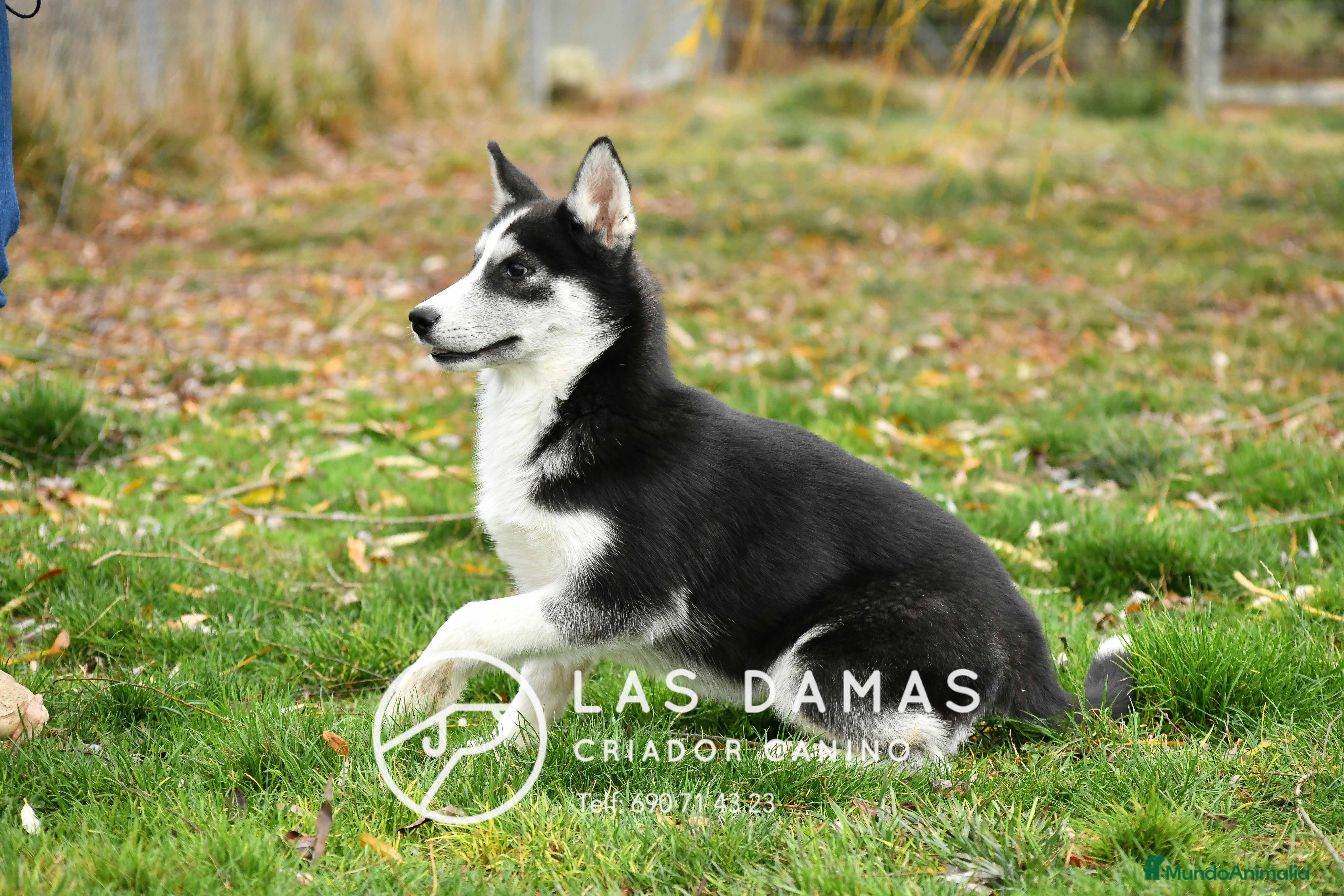 Husky Siberiano perros Husky siberianos disponibles.  - Anuncio 20
