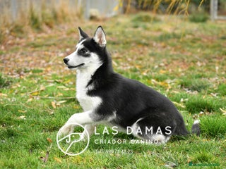 Husky Siberiano perros Husky siberianos disponibles. - Anuncio 21