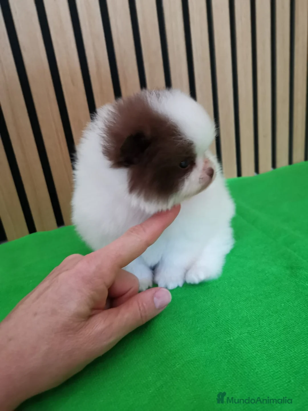 Pomerania perros en venta: Pomerania TOY Party Chocolate y Negro  - Anuncio 10