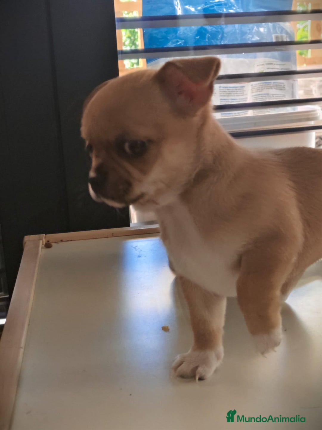 Chihuahua perros en venta: Hembra chihuahua linia rusa - Anuncio 4
