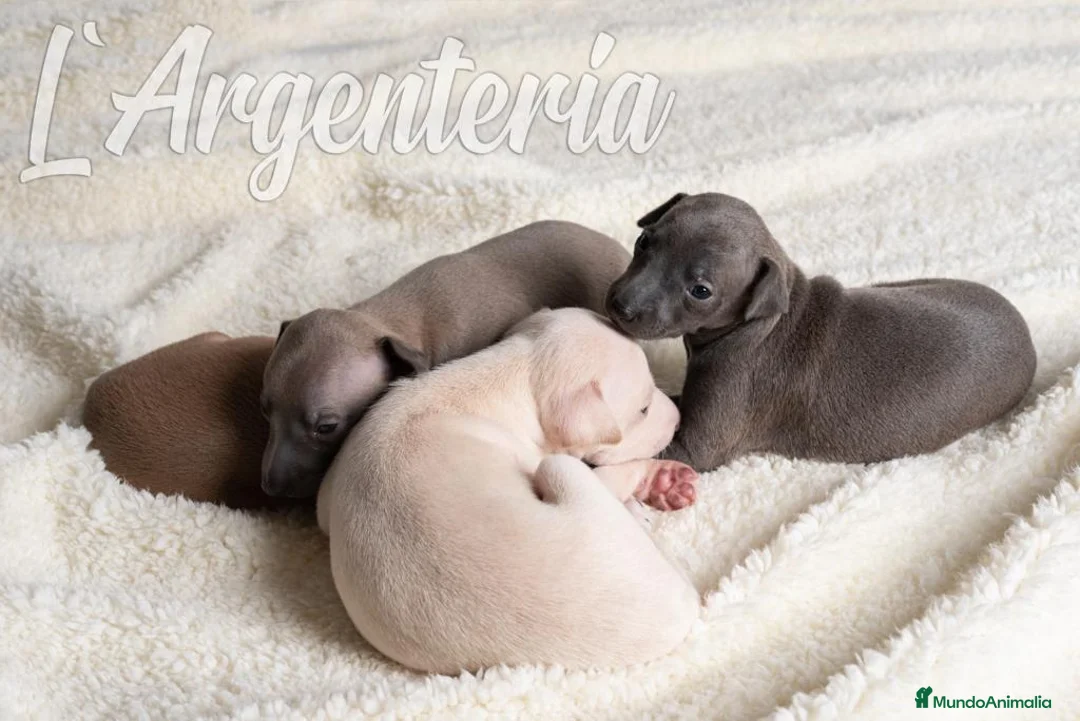 Pequeño Lebrel Italiano perros en venta: Camada cachorros Piccolo Lebrel Italiano - Anuncio 2