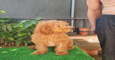 Caniche Enano perros - Anuncio 2