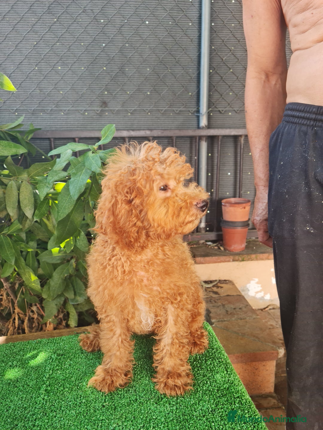 Caniche Enano perros en venta: Caniche  enano - Imagen 3