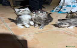 Maine Coon gatos en venta: Preciosa Camada Maine Coon - Imagen 9