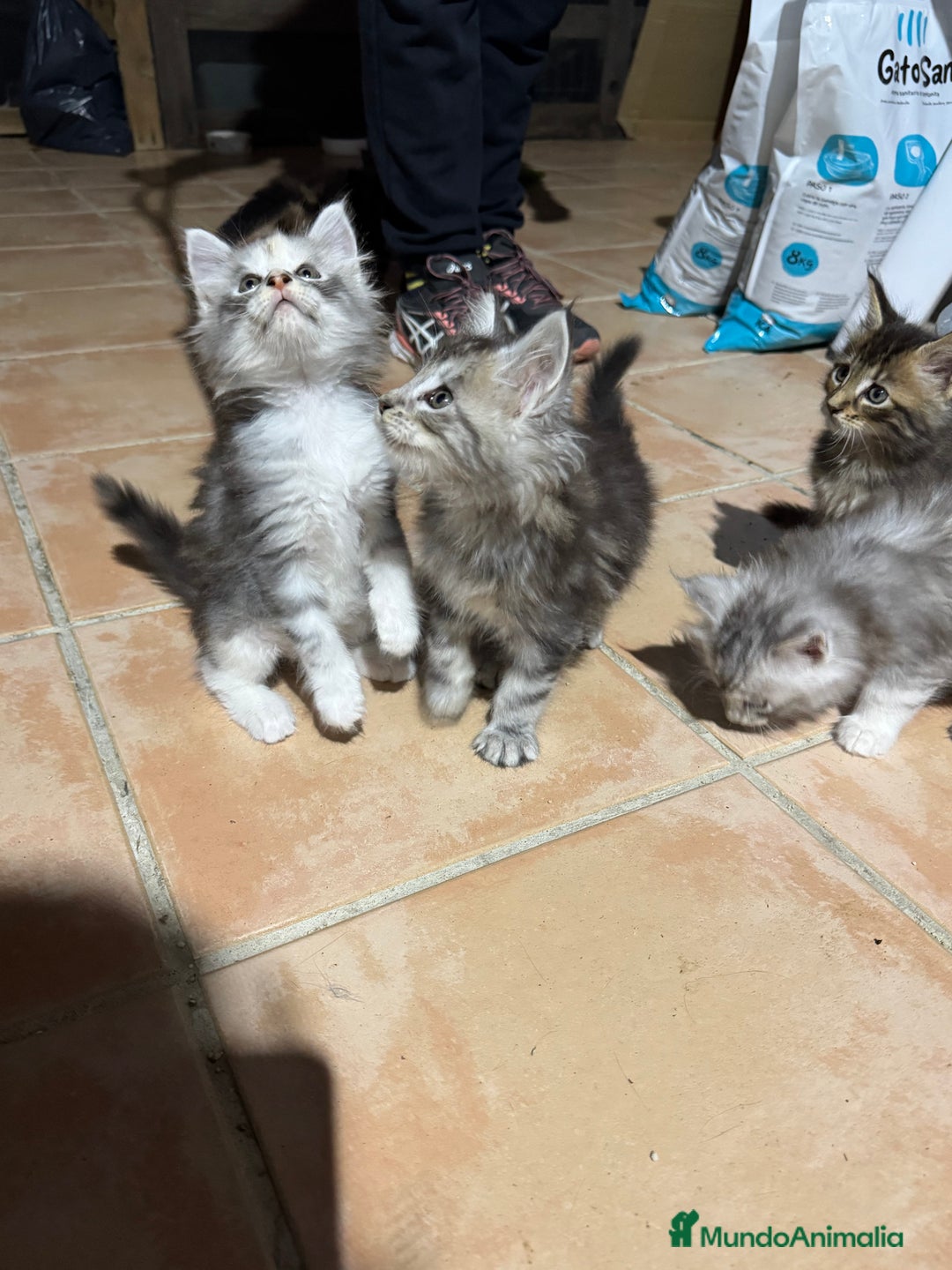 Maine Coon gatos en venta: Preciosa Camada Maine Coon - Imagen 9