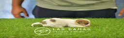Chihuahua perros en venta: Chihuahuas disponibles - Anuncio 3