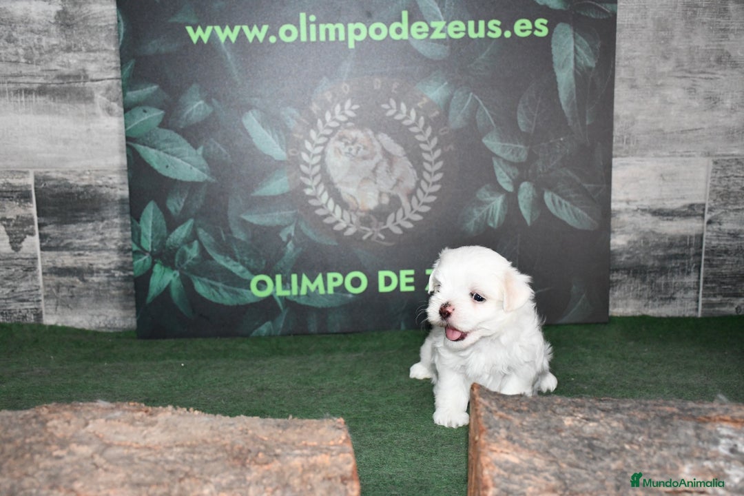 Bichón Maltés perros en venta: Bichon maltés  - Imagen 2