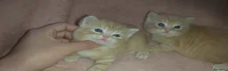 Británico de Pelo Corto gatos en venta: Gatitos britanicos red tabby - Anuncio 3